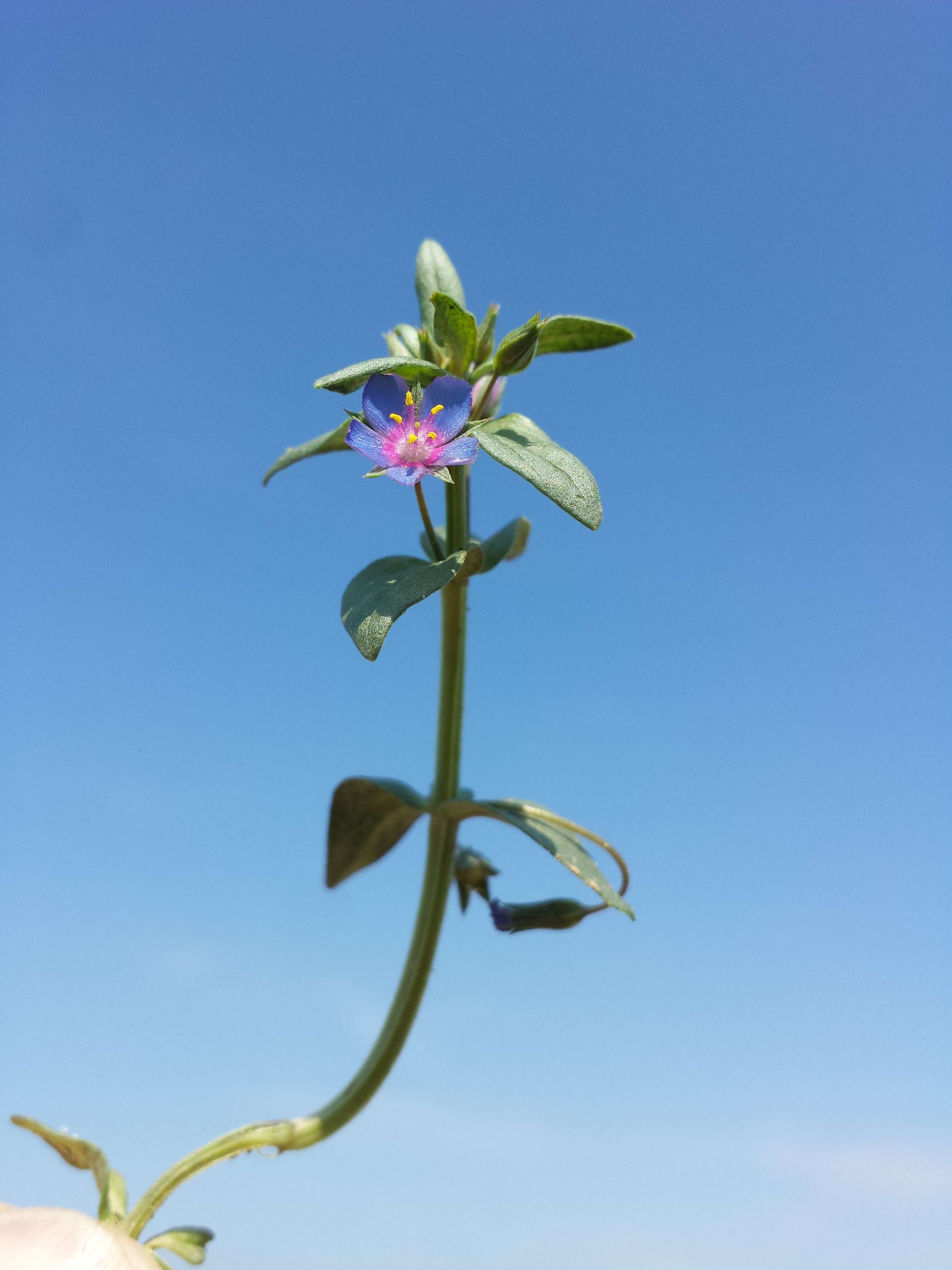 Imagem de Lysimachia foemina (Mill.) U. Manns & Anderb.