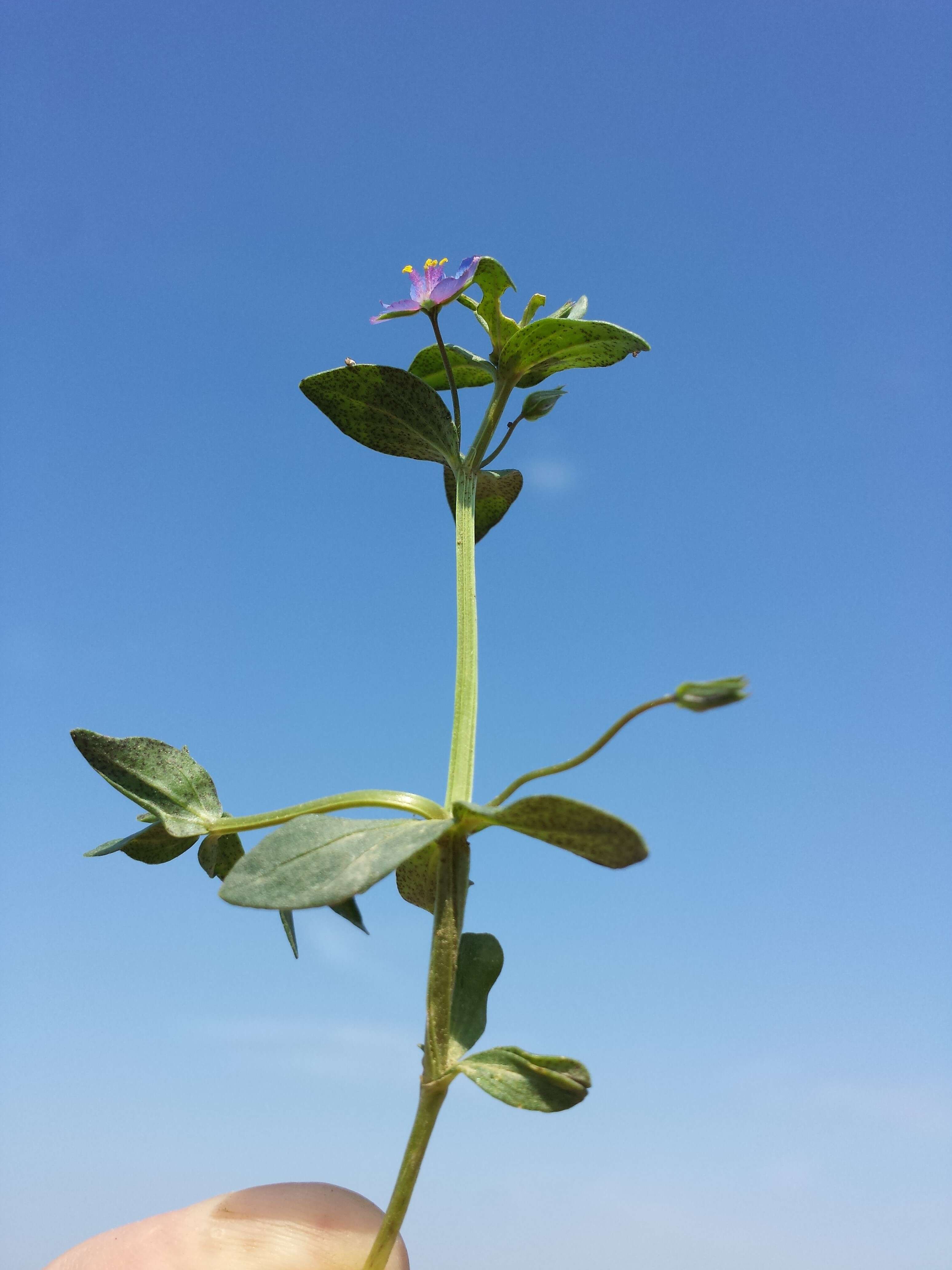 Imagem de Lysimachia foemina (Mill.) U. Manns & Anderb.