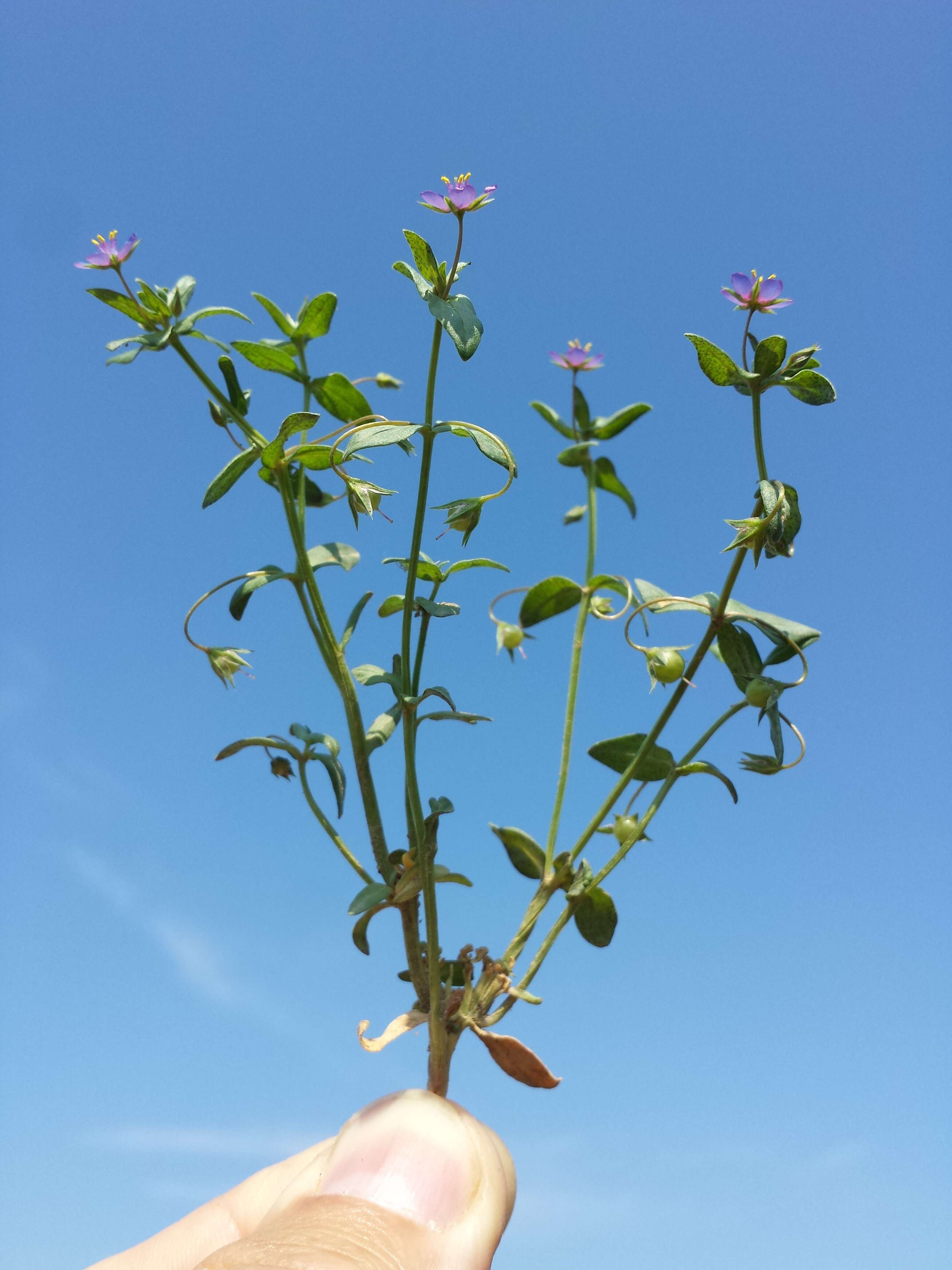 Imagem de Lysimachia foemina (Mill.) U. Manns & Anderb.