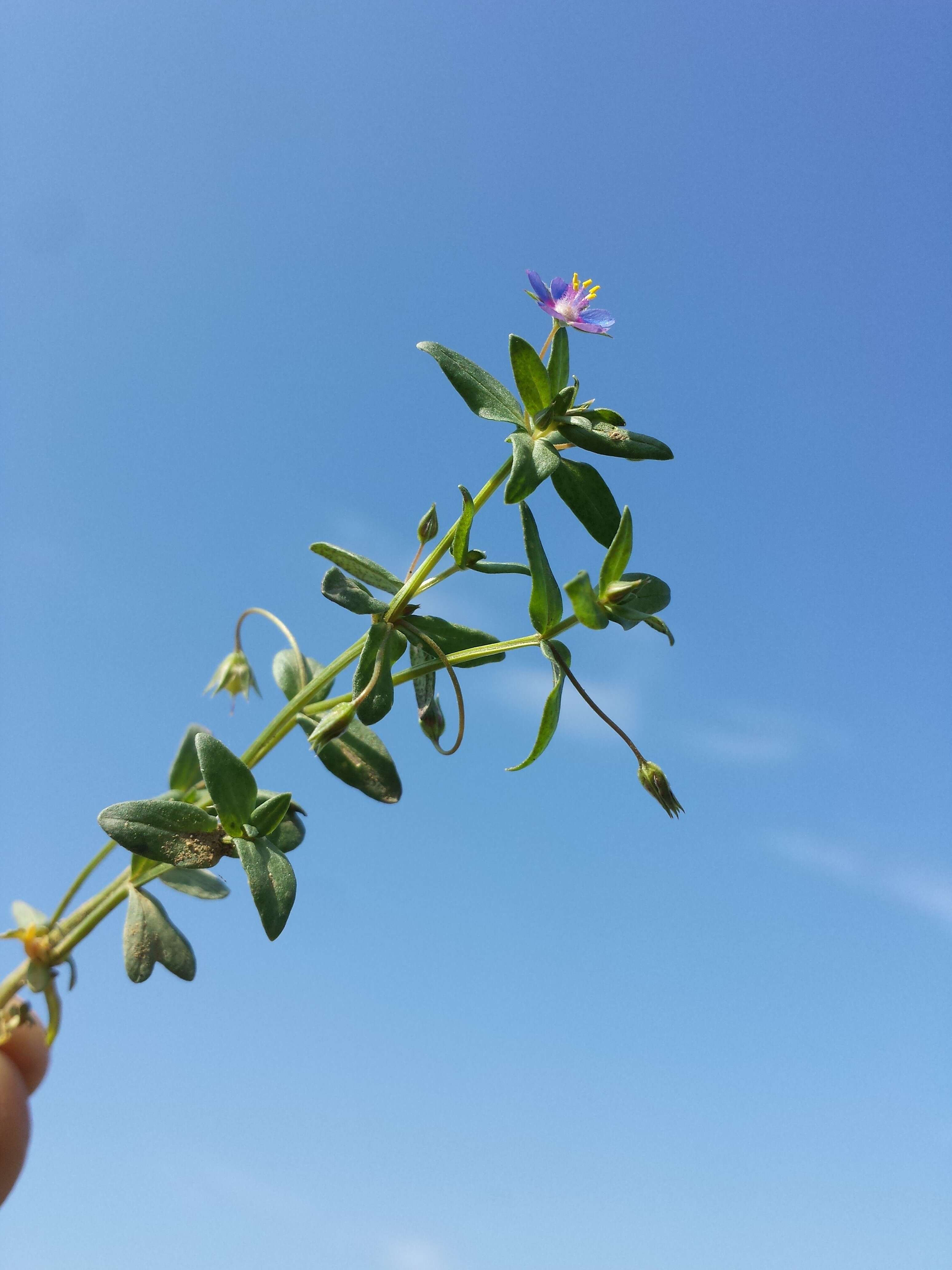 Imagem de Lysimachia foemina (Mill.) U. Manns & Anderb.