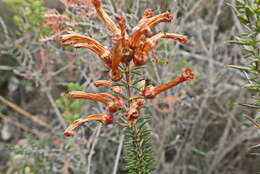 Image of Erica regia subsp. mariae (Guthrie & Bolus) E. G. H. Oliv. & I. M. Oliv.