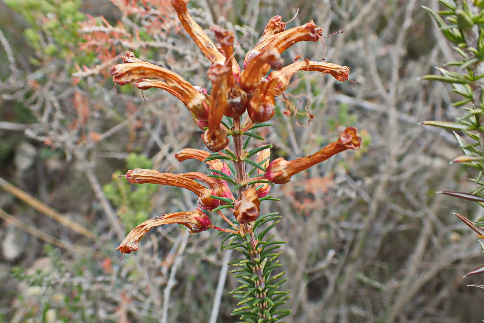 Image of Erica regia subsp. mariae (Guthrie & Bolus) E. G. H. Oliv. & I. M. Oliv.