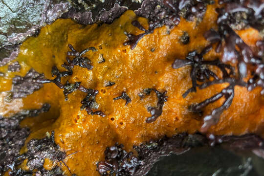 Image of crumb-of-bread sponge