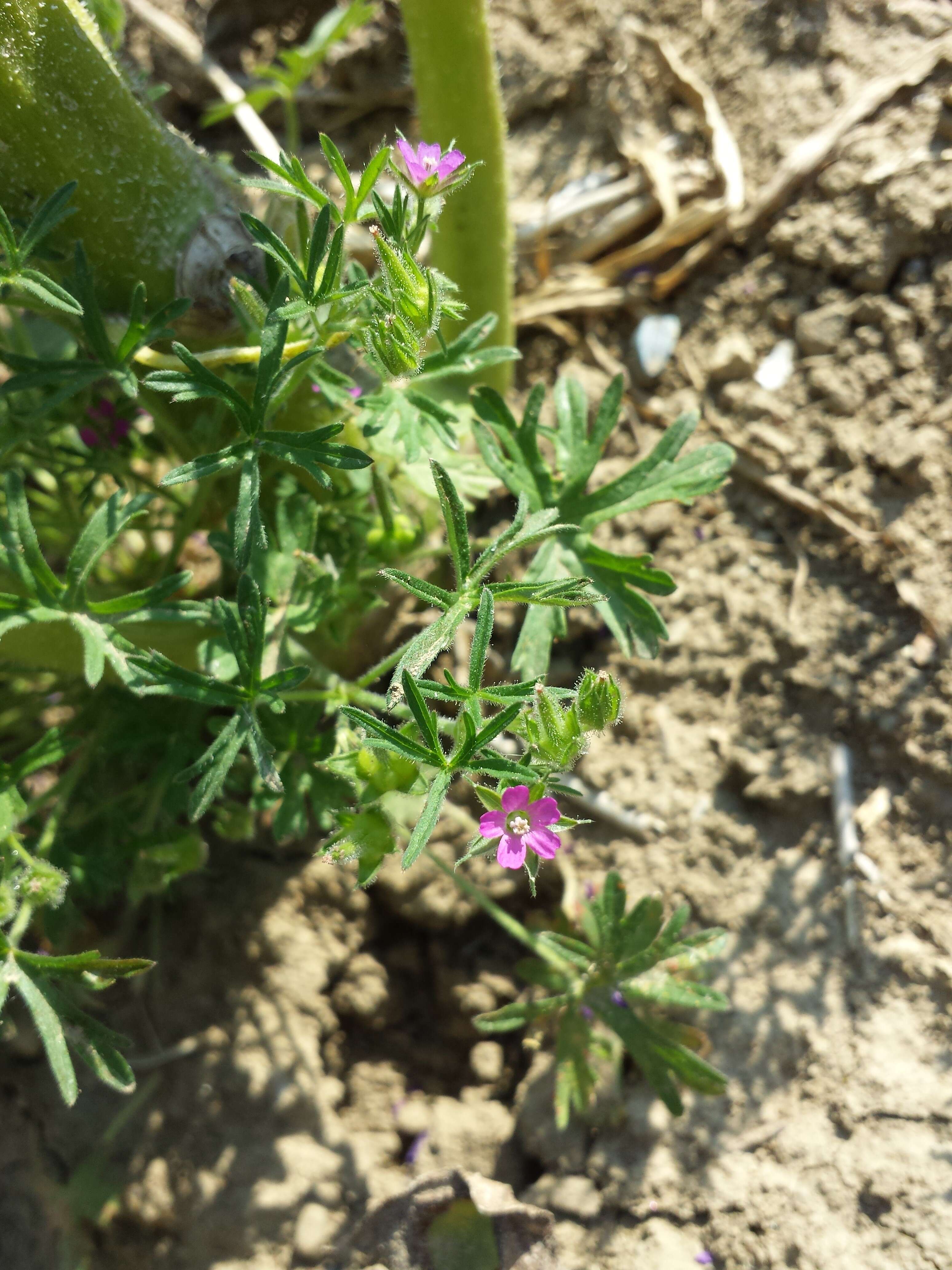 Image of cut-leaved cranesbill