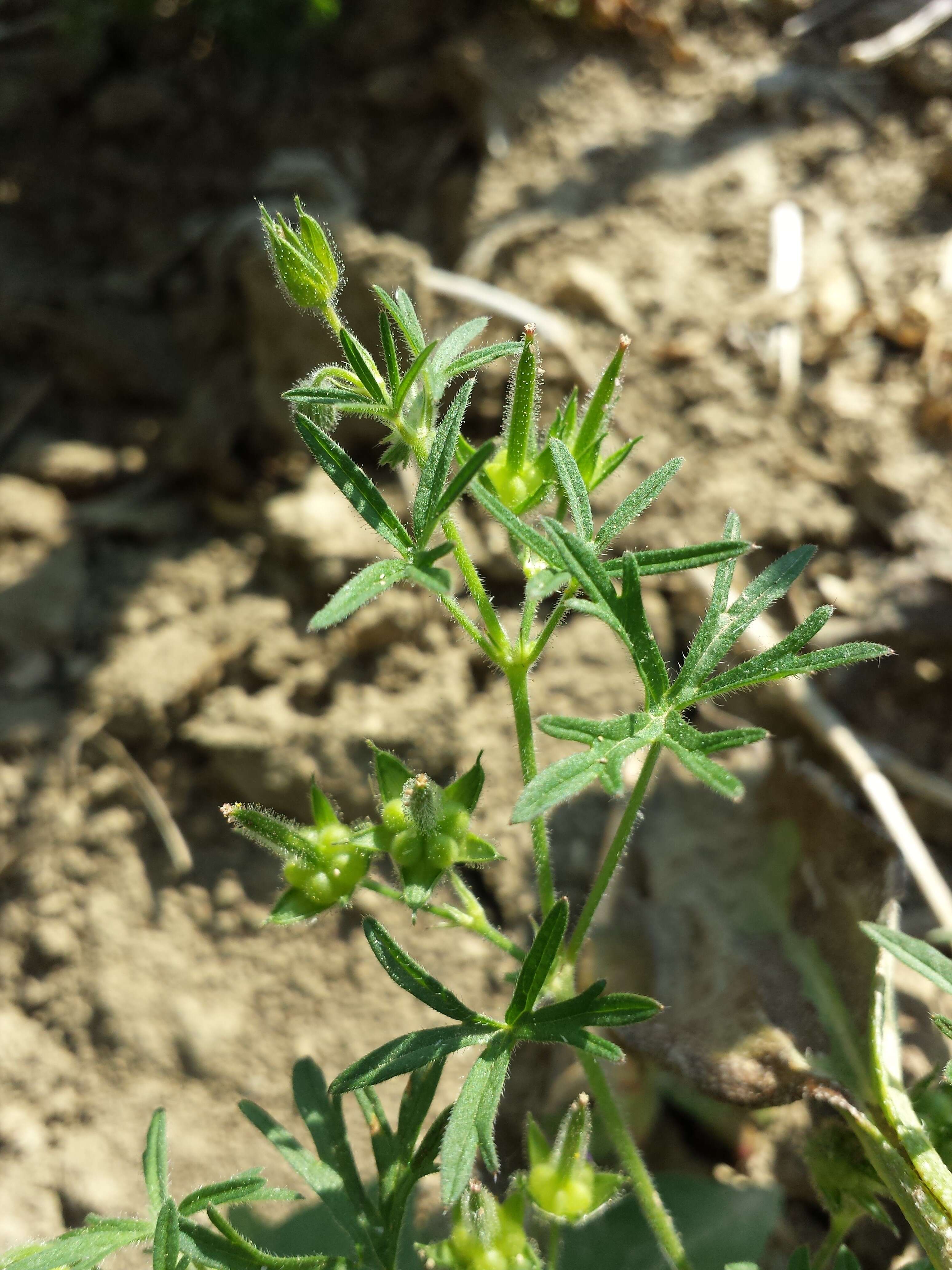 Image of cut-leaved cranesbill