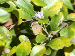 Image of Calycopis caulonia (Hewitson (1877))