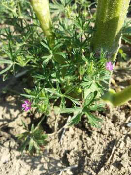 Image of cut-leaved cranesbill