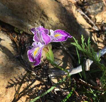 Image of Thompson's iris