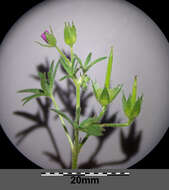 Image of cut-leaved cranesbill