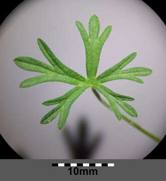 Image of cut-leaved cranesbill