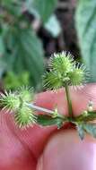 Imagem de Sanicula canadensis var. grandis Fern.