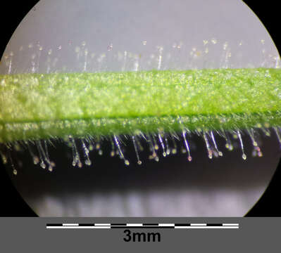 Image of cut-leaved cranesbill