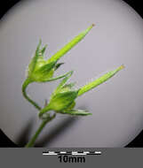 Image of cut-leaved cranesbill