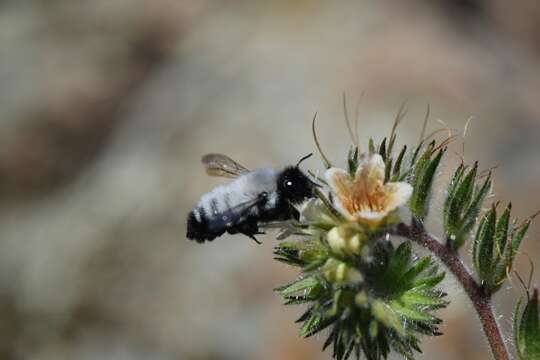 Megachile saulcyi Guérin-Méneville 1845 resmi