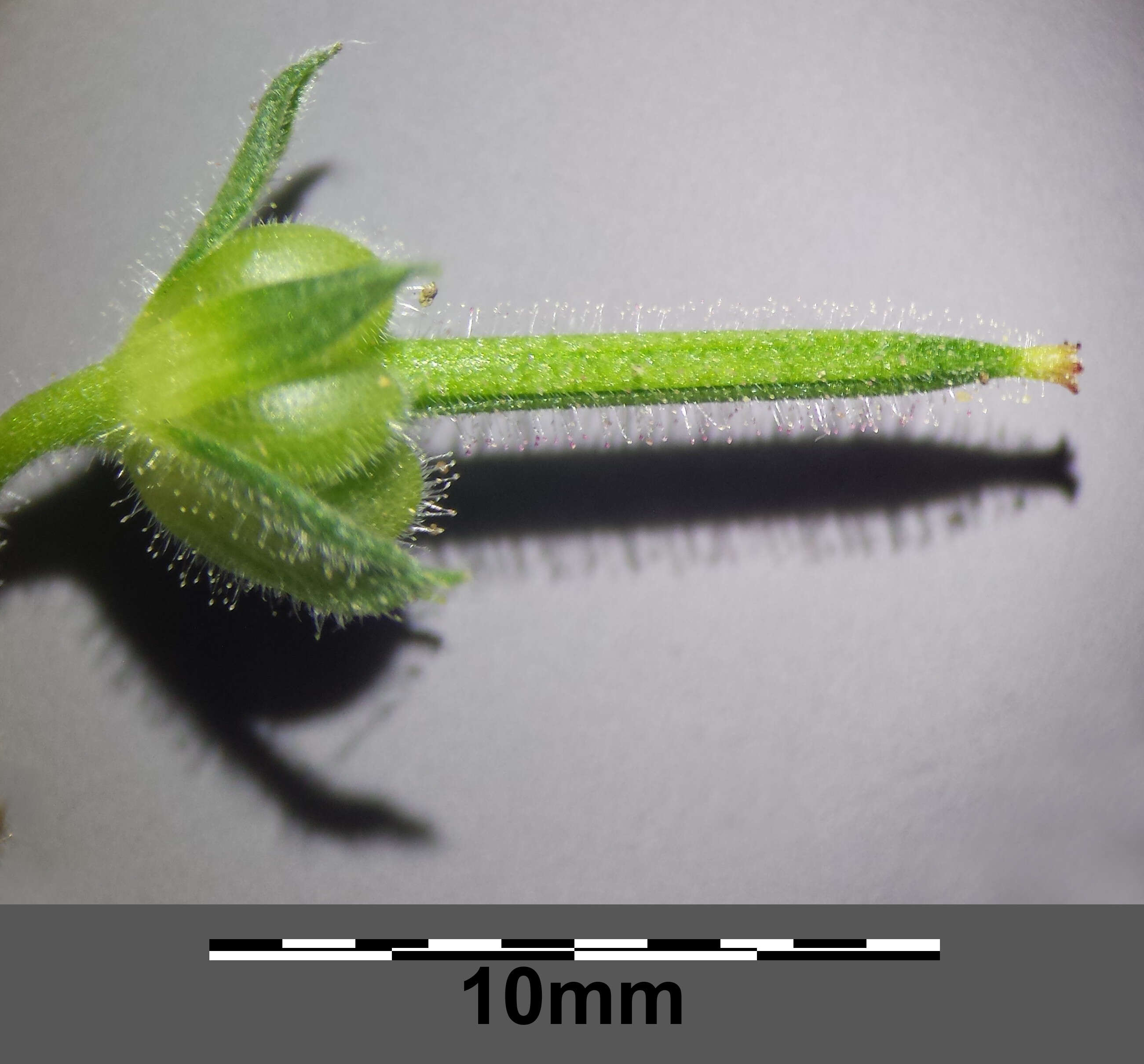 Plancia ëd Geranium dissectum L.