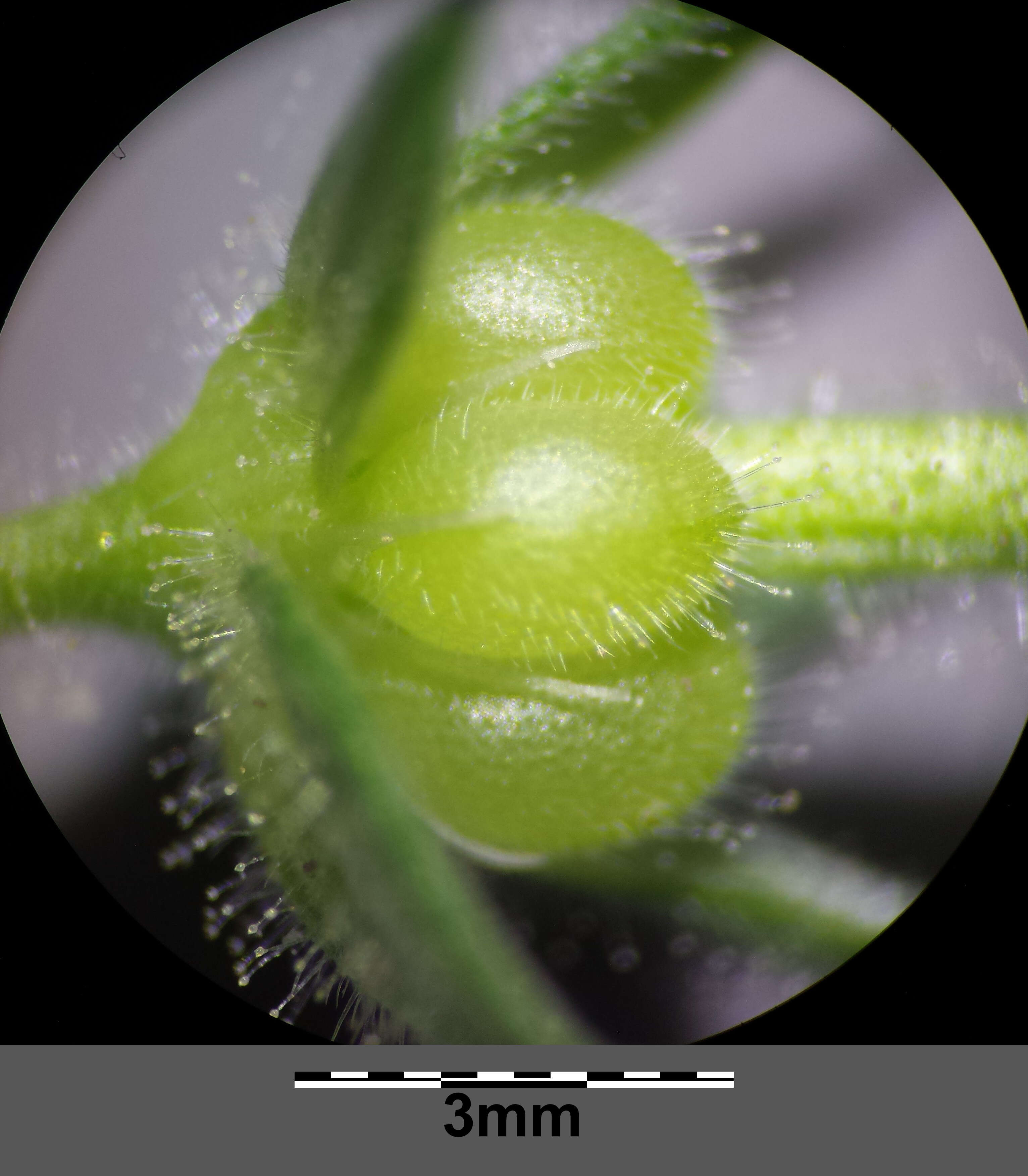 Plancia ëd Geranium dissectum L.