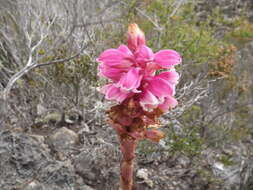 صورة Satyrium carneum (Aiton) Sims