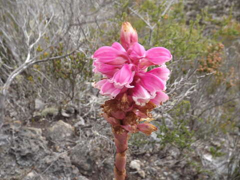 صورة Satyrium carneum (Aiton) Sims