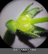 Image of cut-leaved cranesbill