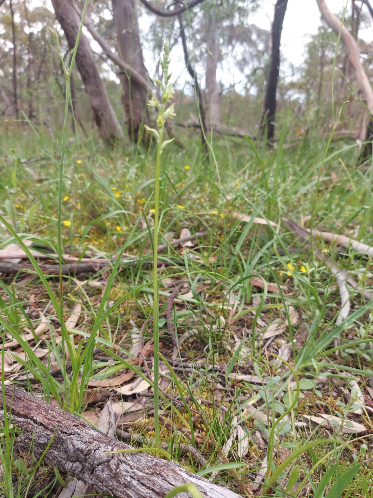 Image of Prasophyllum pallidum Nicholls