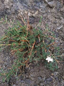 Image de Lonicera spinosa (Jacquem. ex Decne.) Walp.