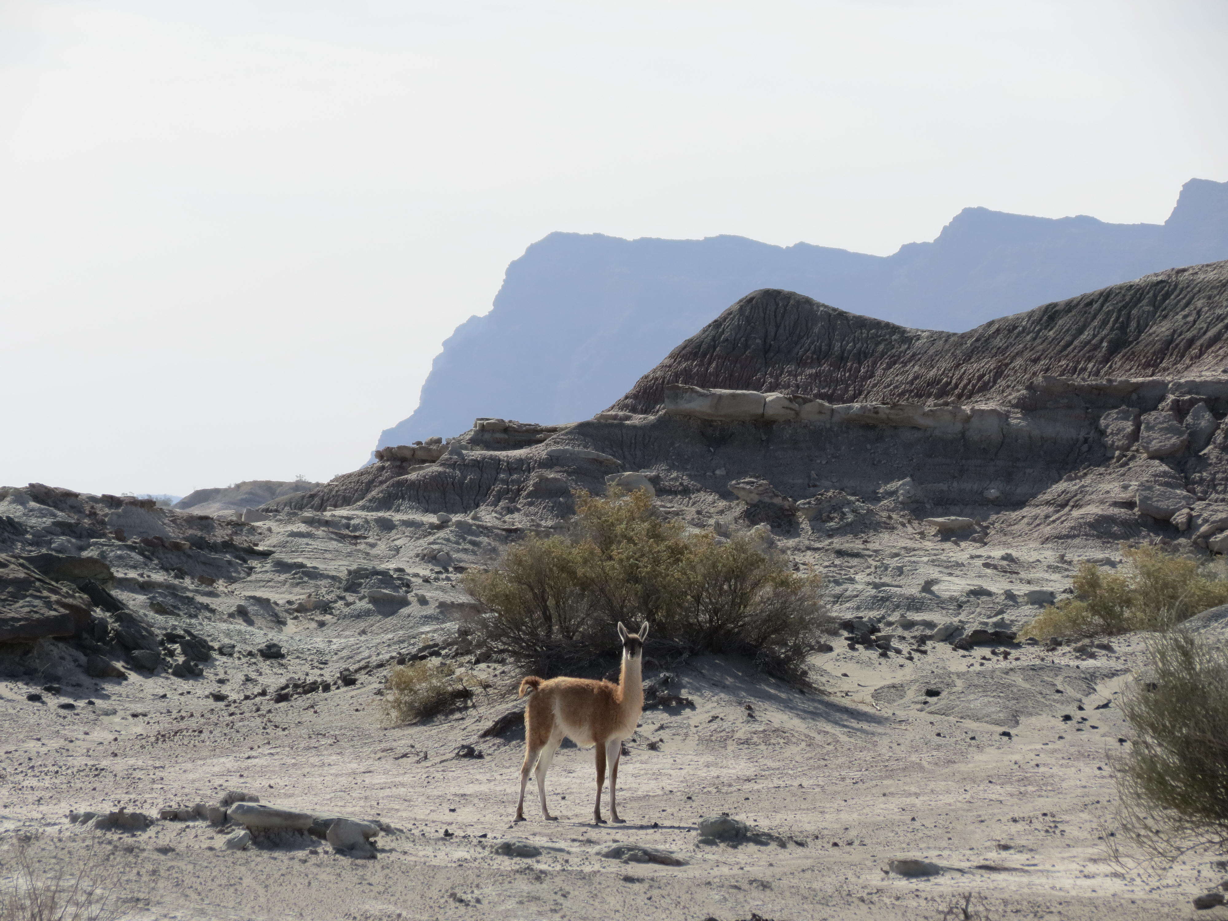 Image of Guanaco