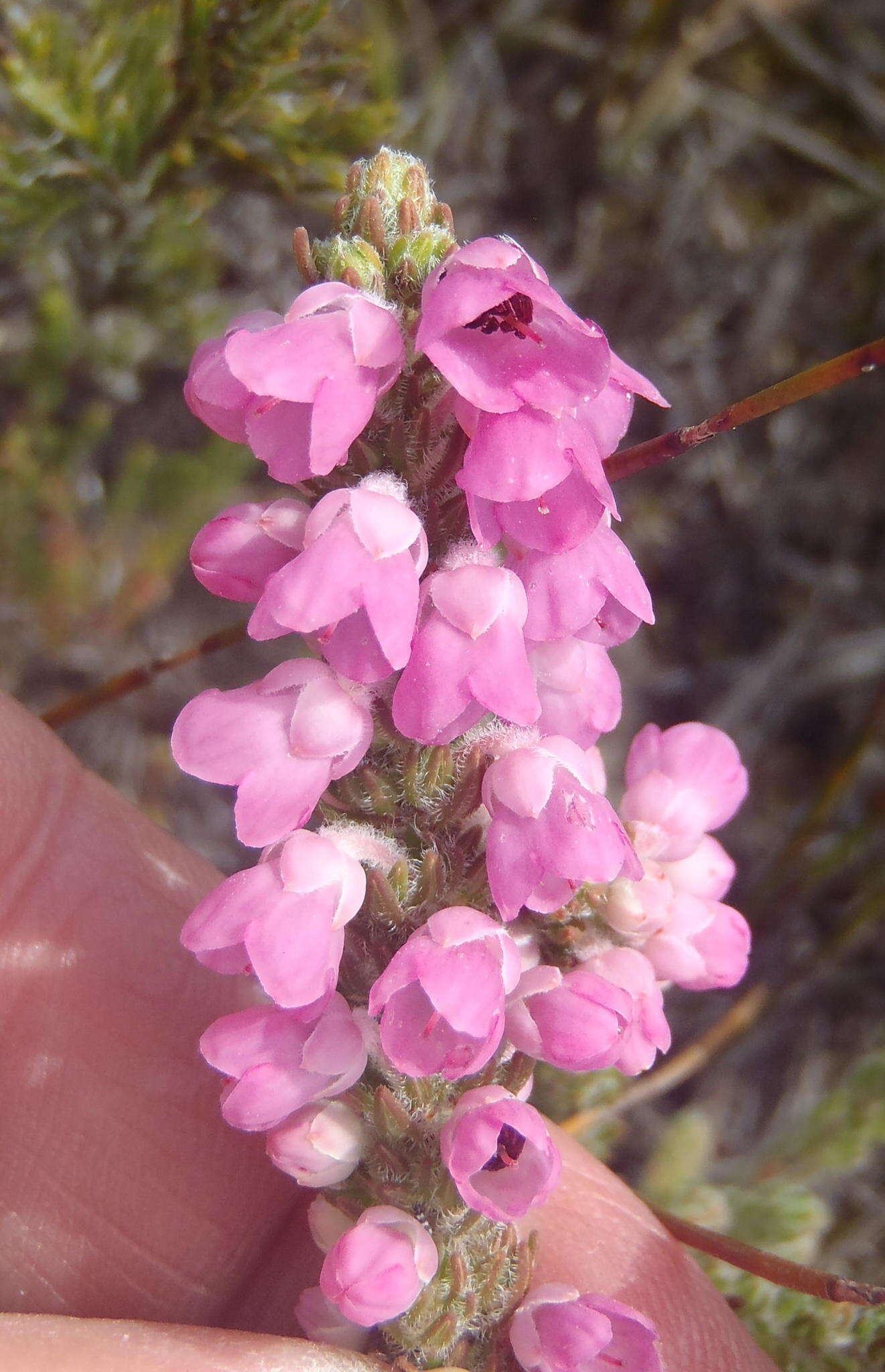 Image of Erica nervata Guthrie & Bolus