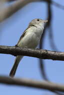 Vireo bellii pusillus Coues 1866 resmi