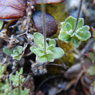 Image of yellow arctic draba