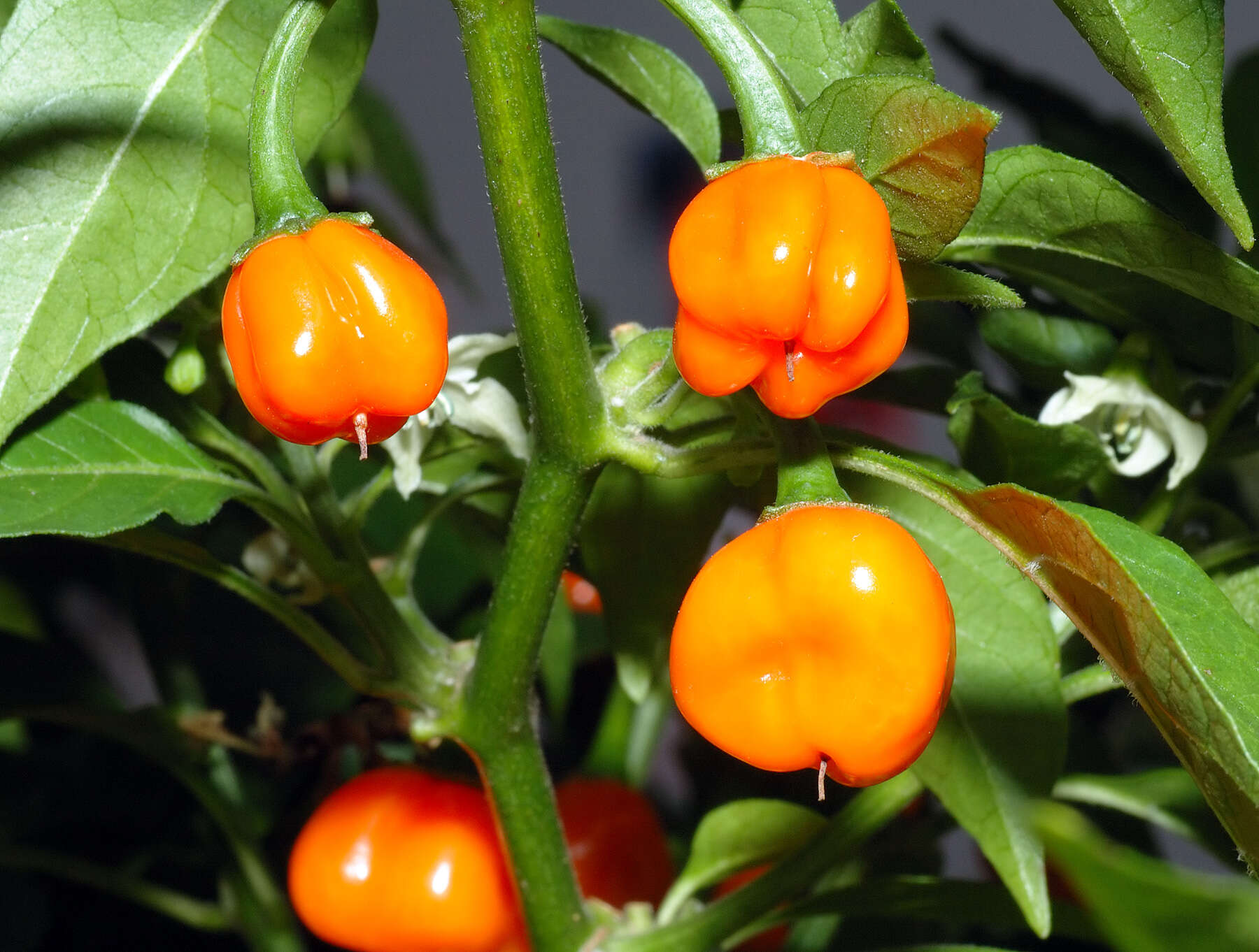 Image of Capsicum chinense