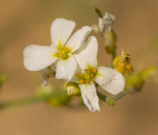 Plancia ëd Arabidopsis lyrata (L.) O'Kane & Al-Shehbaz