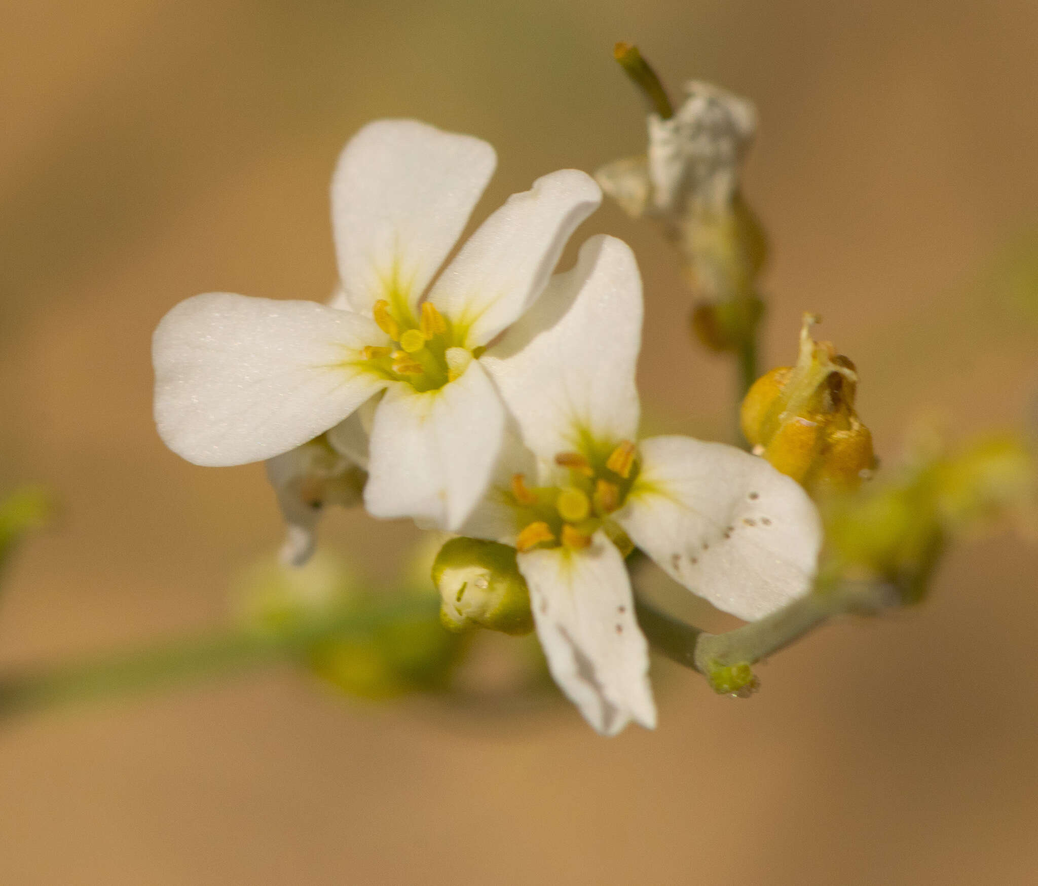 Plancia ëd Arabidopsis lyrata (L.) O'Kane & Al-Shehbaz