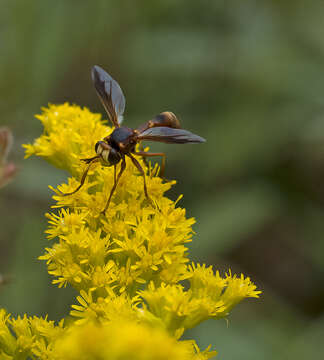 Image of Physocephala texana (Williston 1882)