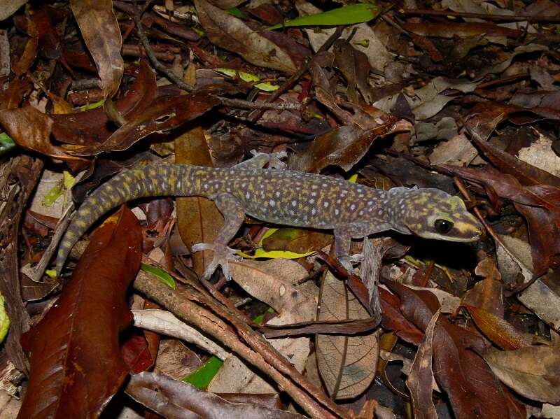 Image of Southern Spotted Velvet Gecko