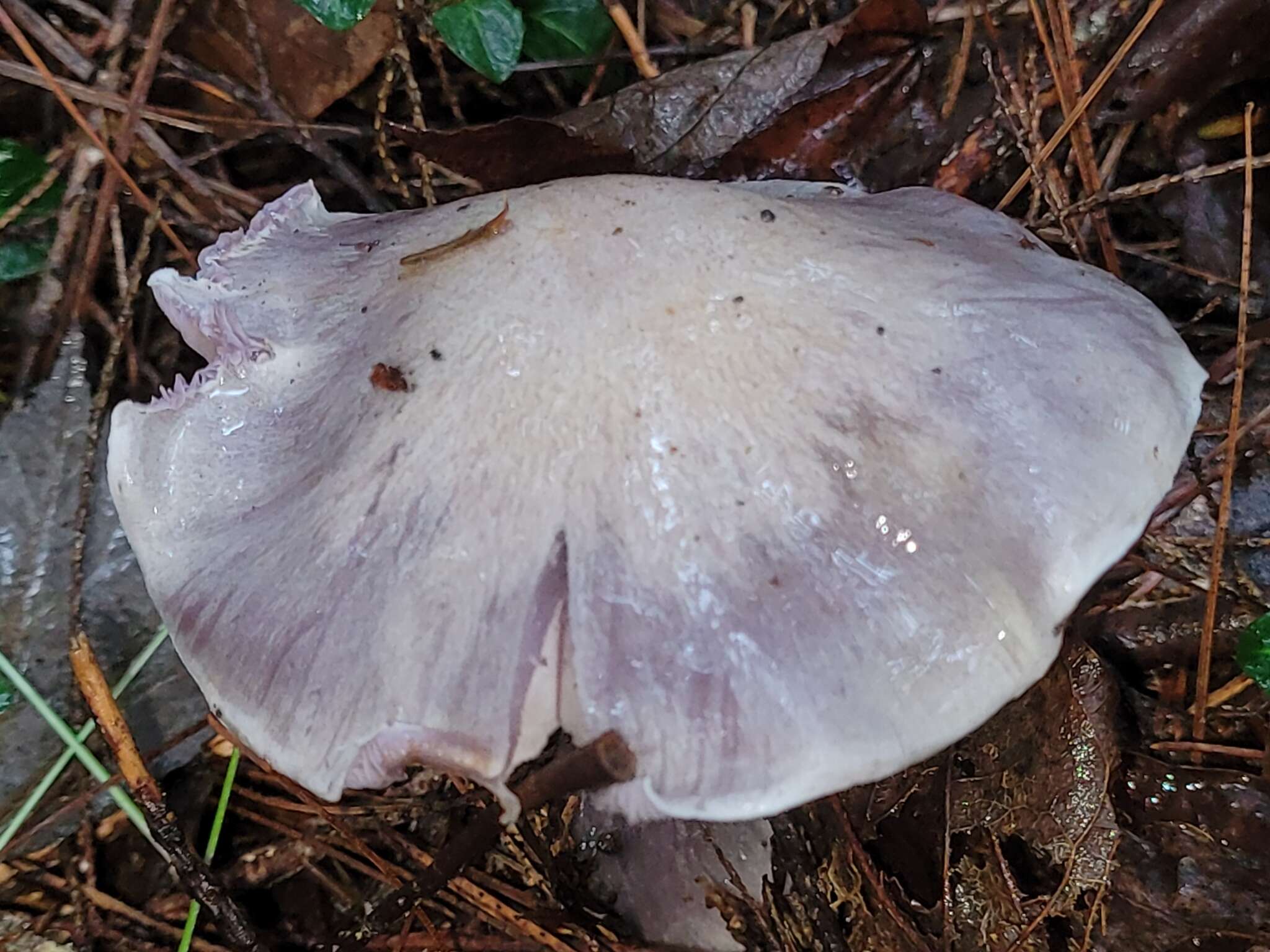 Image of light violet cortinarius