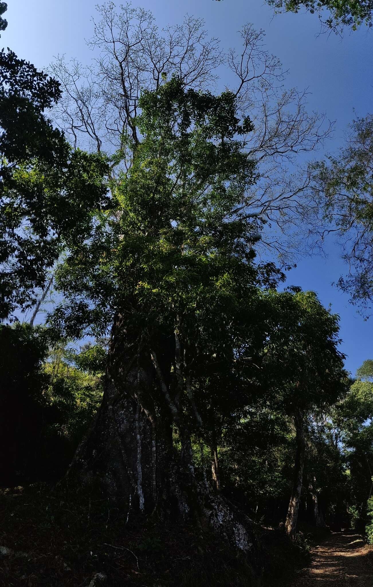 Image of Tetrameles nudiflora R. Br.