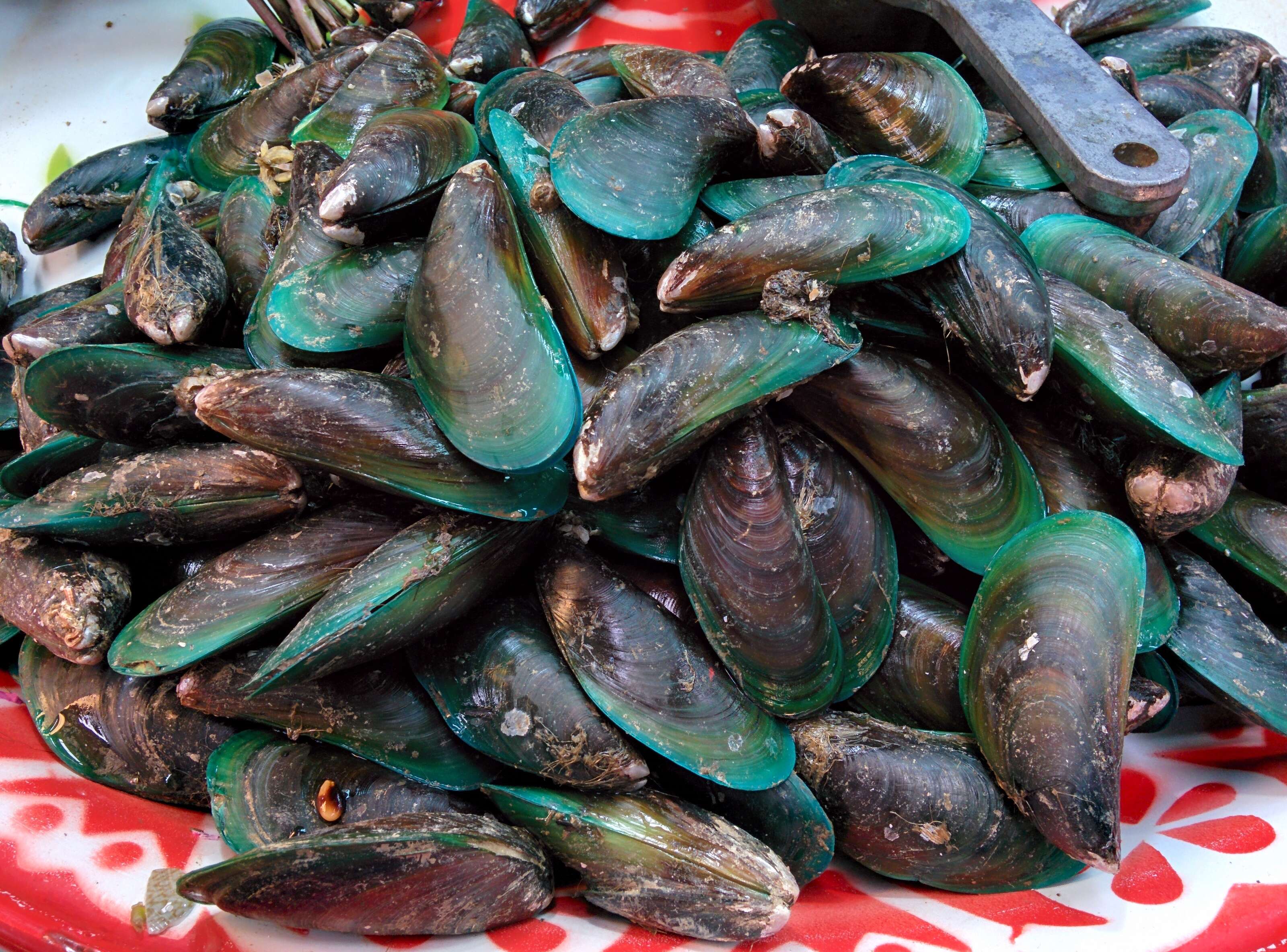 Image of Green mussel