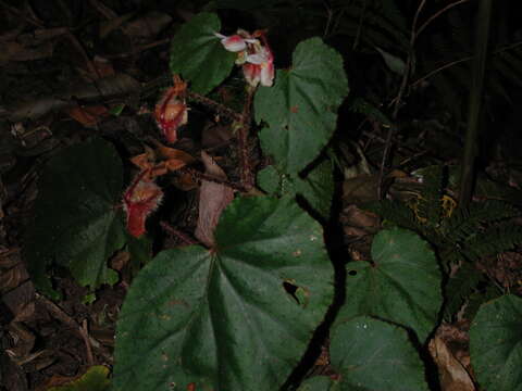 Image of Begonia cathcartii Hook. fil. & Thomson