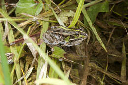 Image de Pelophylax porosus (Cope 1868)