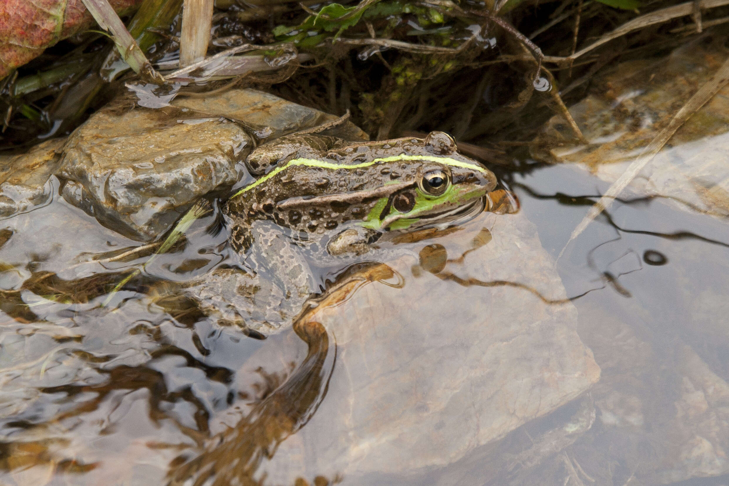 Image de Pelophylax porosus (Cope 1868)