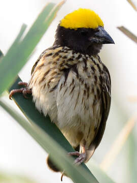 Image of Streaked Weaver