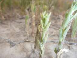 Слика од Brachynemurus abdominalis (Say 1823)