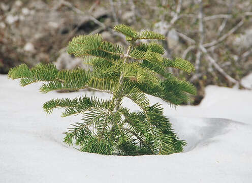 Image of white fir