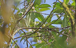 Image of Sulphur-bellied Tyrannulet