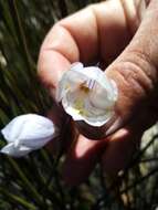 Image of Gladiolus patersoniae F. Bolus