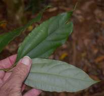 Image de Cryptocarya grandis B. P. M. Hyland