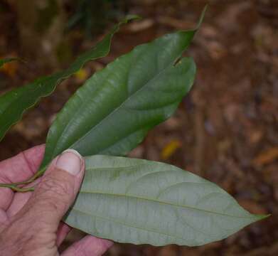 Image de Cryptocarya grandis B. P. M. Hyland