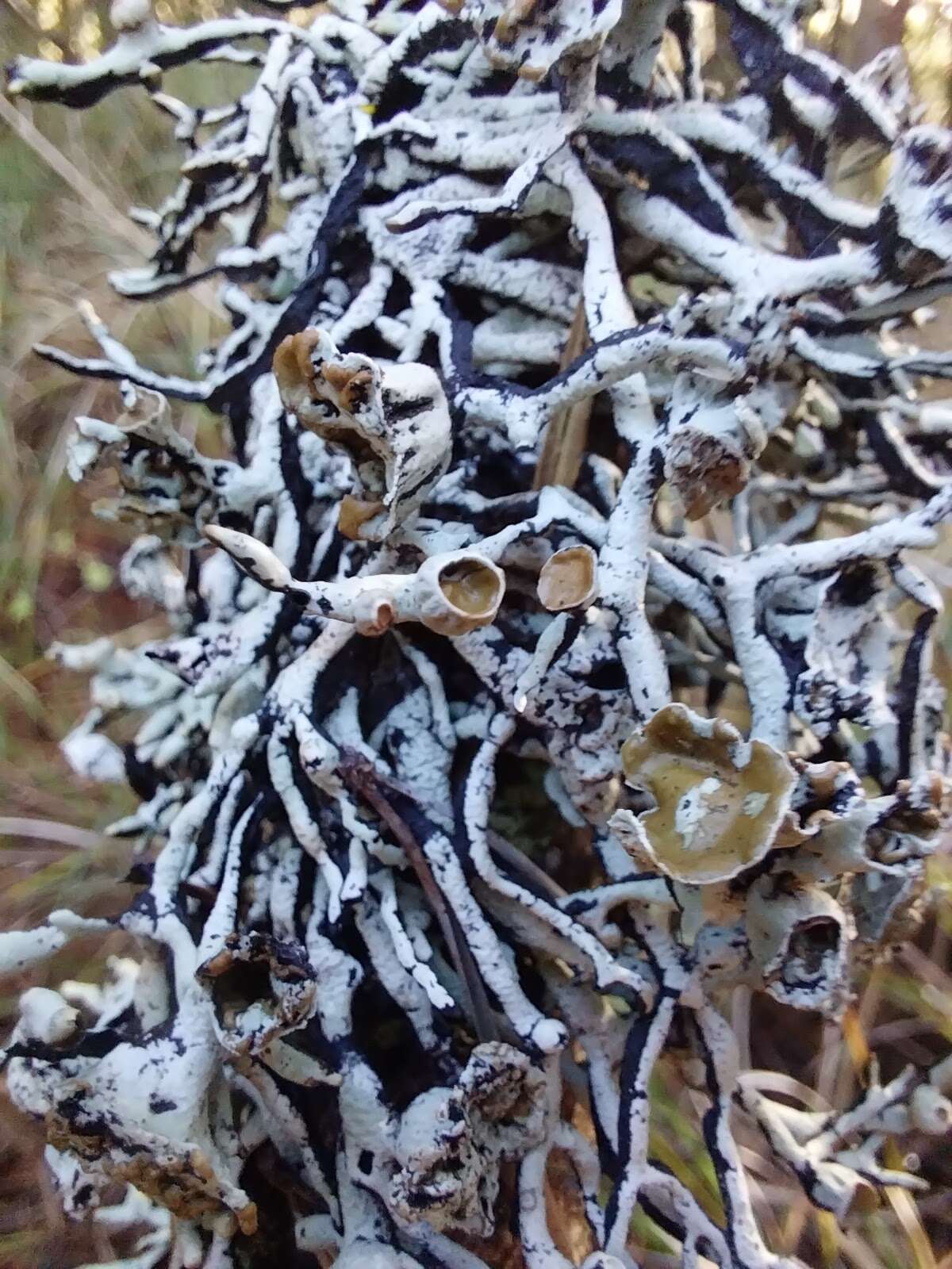 Image of inactive tube lichen