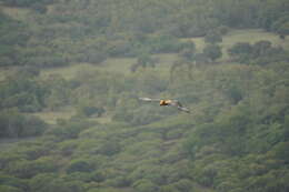 Image of Greater Mascarene Flying Fox