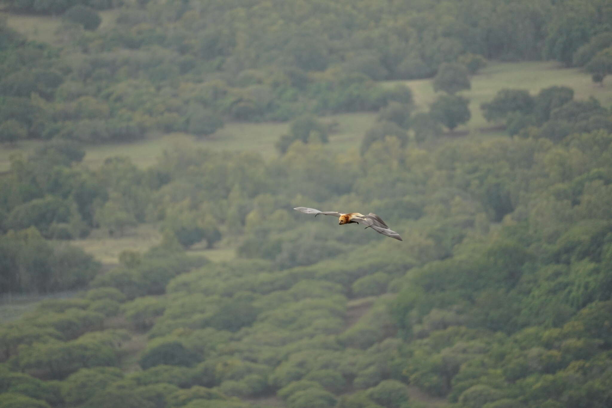 Image of Greater Mascarene Flying Fox